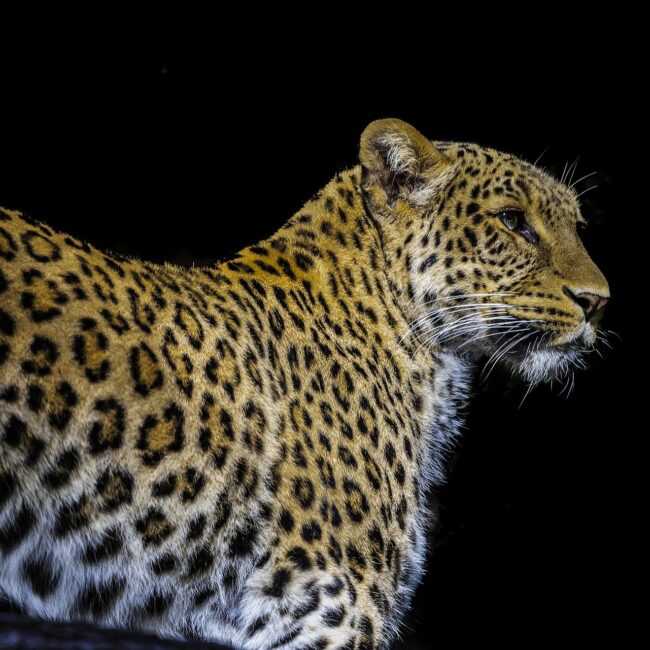 Leopard von Manfred Meyer