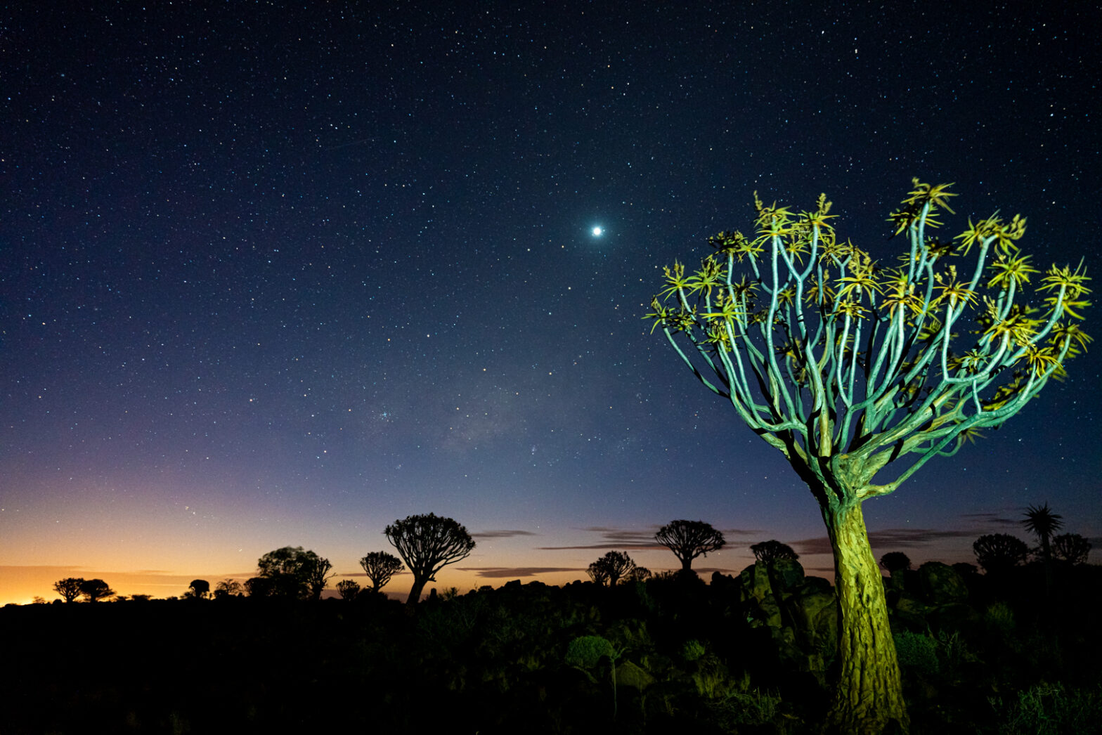 Adventsterne (Namibia) von Uwe Augustin