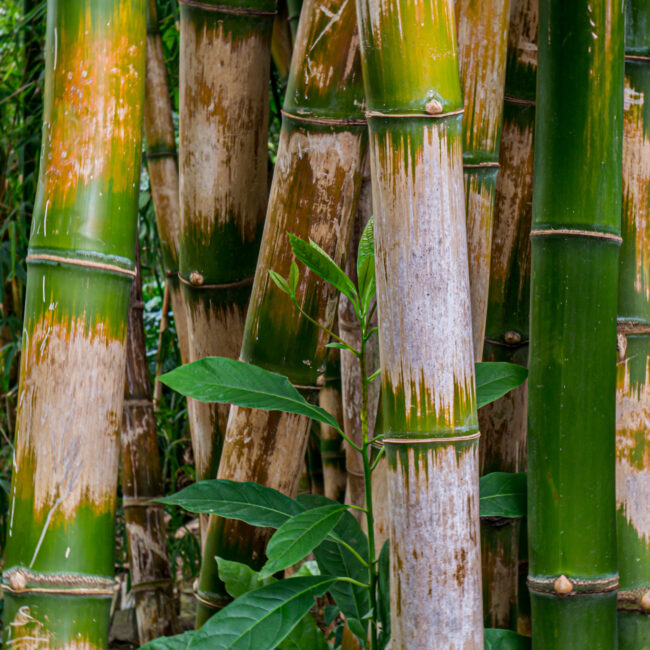 Bambus von Marlene Schröder