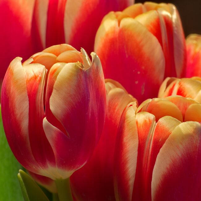 Tulpen von Gerald Zumpf