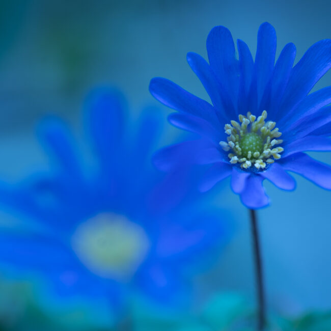 "Blaue Blume" von Uwe Augustin