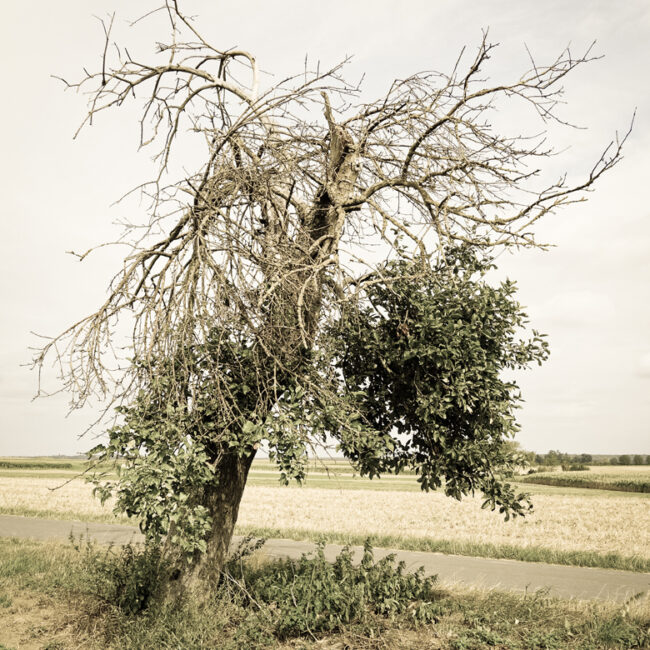 Sterbender Baum von Herbert Bickert