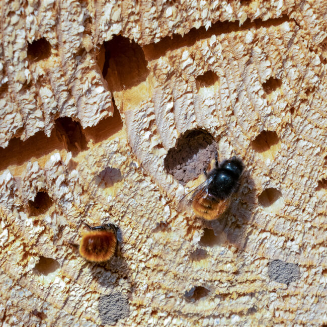 Frühling - fleißige Bienchen von Anneliese Kläres