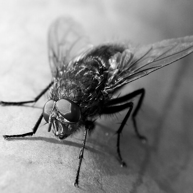Fliege von Herbert Bickert
