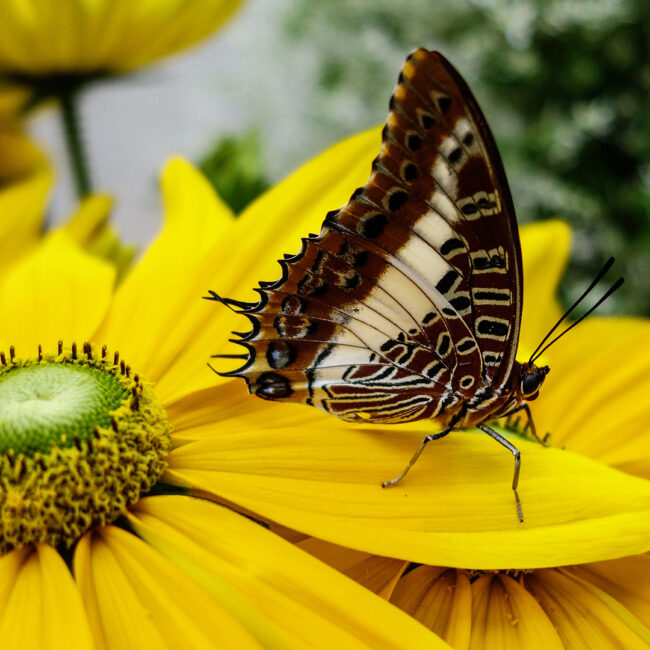 Schmetterling von Herbert Bickert Wettbewerb "Frühling" Siegerbild Farbe