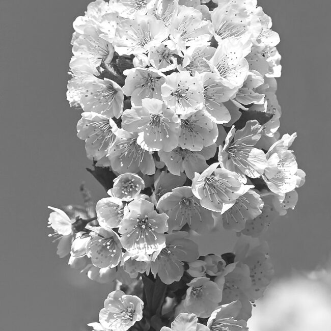 Kirschblüte von Gerald Zumpf