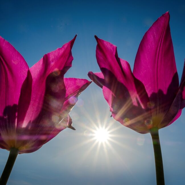 Tulpen im Gegenlicht von Hans Günter Göring Siegerbild Wettbewerb "Pflanzen im Gegenlicht" Farbe