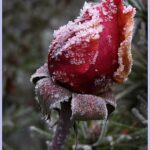 Rose im Winter von Hans Günter Göring Monatsthema: Frost