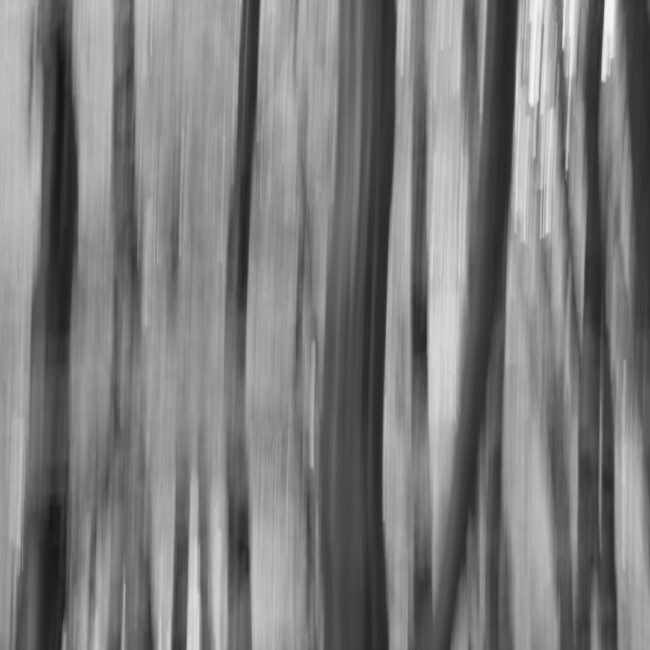 Abstrakter Wald von Uwe Augustin