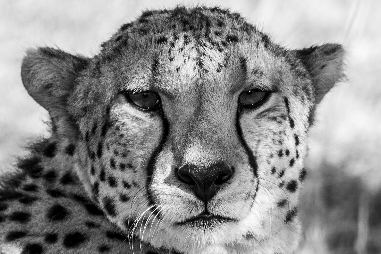 Guten Morgen in der Wildnis von Karlheinz Groh