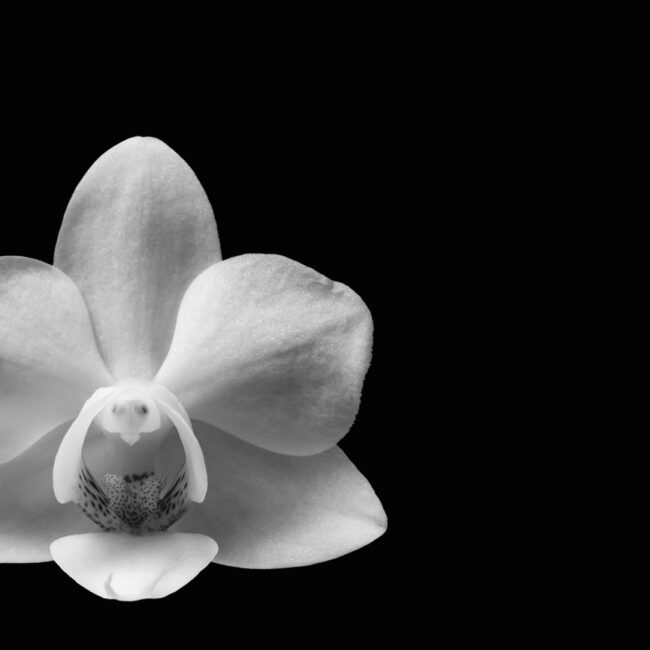 Orchidee von Wilfried Niepoth
