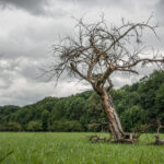 Der alte Baum von Doris Storck Monatsthema: Baum/Bäume