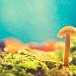 Pilz im magischen Licht von Michele Assmus