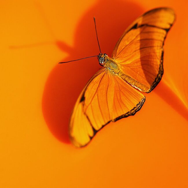 Schmetterling von Manfred Meyer
