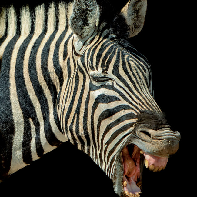 Wenn Zebras Zähne zeigen.... von Uwe Augustin