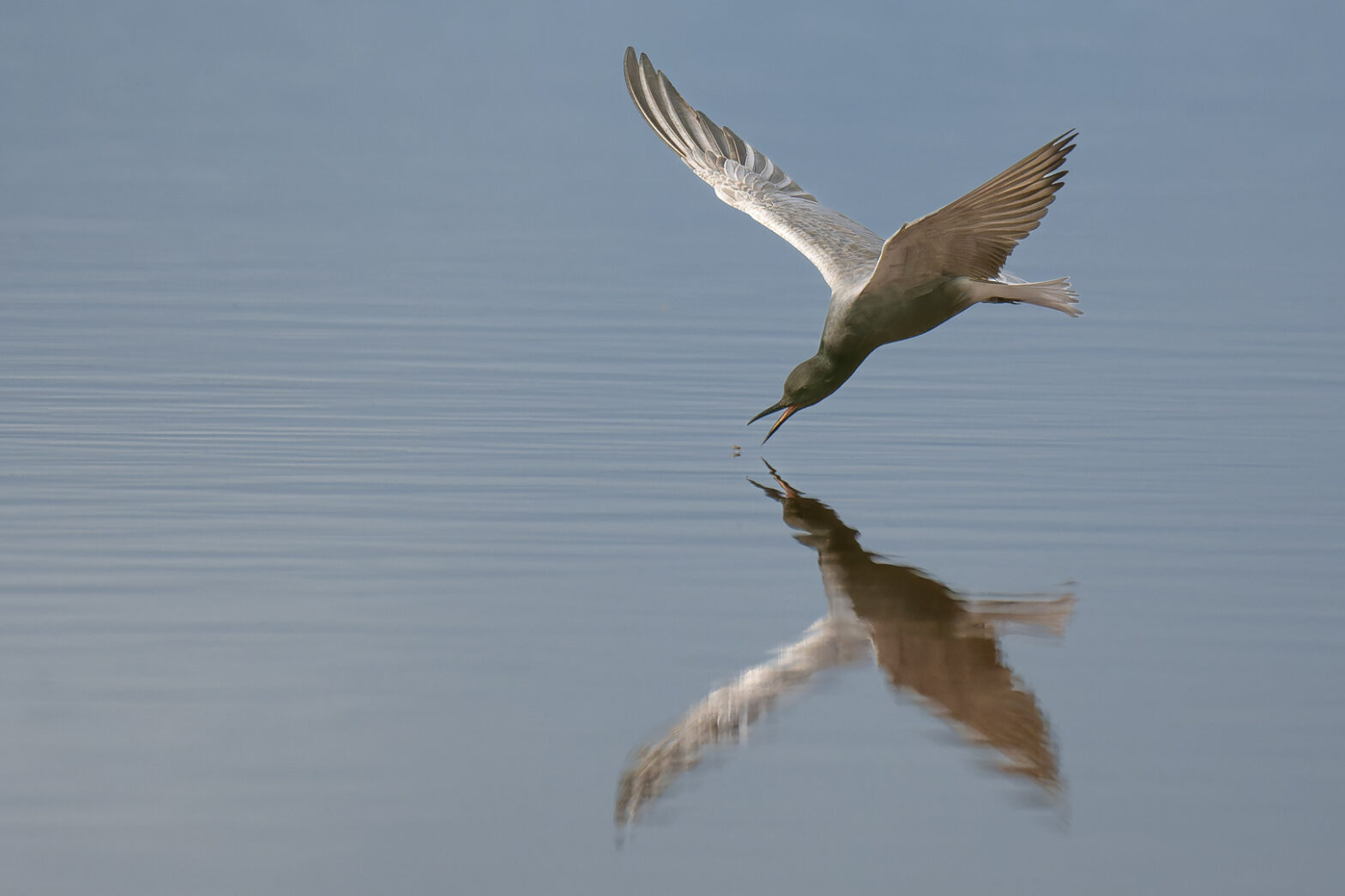 Trauerseeschwalbe fängt Insekt von Hans Tiglmann