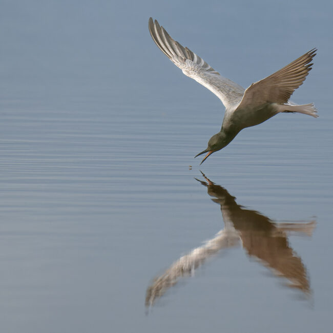 Trauerseeschwalbe fängt Insekt von Hans Tiglmann