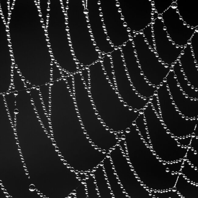 Morgentau von Doris Storck