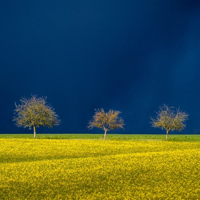 Hans-Günter Göring