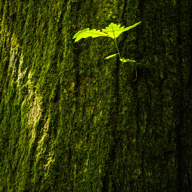Hans-Günter Göring