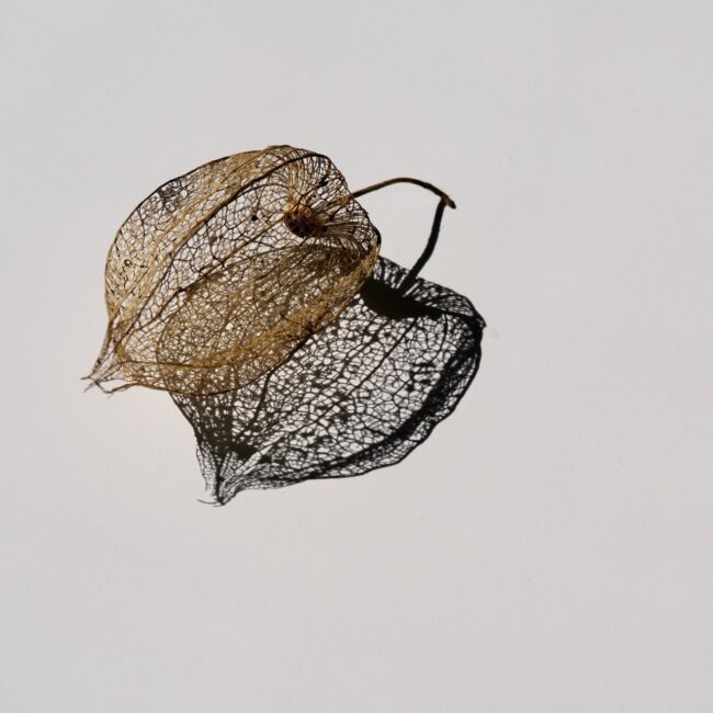 Physalis von Gerald Frantz