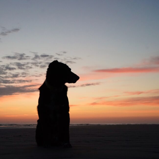 Sonnenuntergang mit Enzo von Gerald Frantz