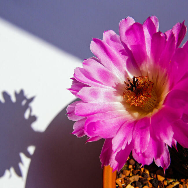 Kakteenblüte von Herbert Bickert