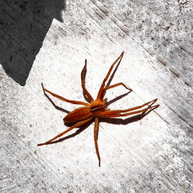 Spinne von Herbert Bickert