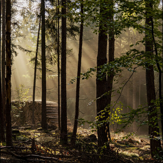 Holzstapel im Sonnenschein von Anneliese Kläres