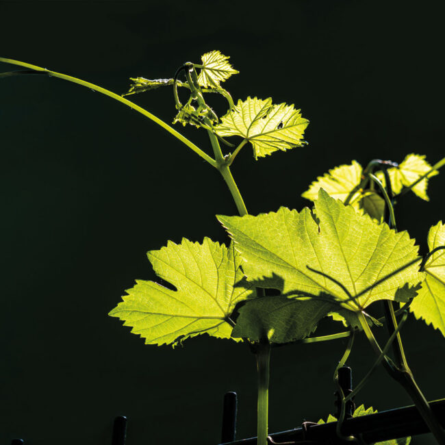 Weinlaub von Anneliese Kläres