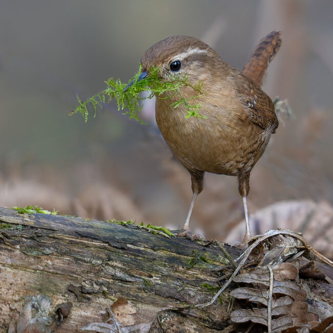 Eine zufällige „Zaunkönig“Geschichte GroßUmstadt e.V.