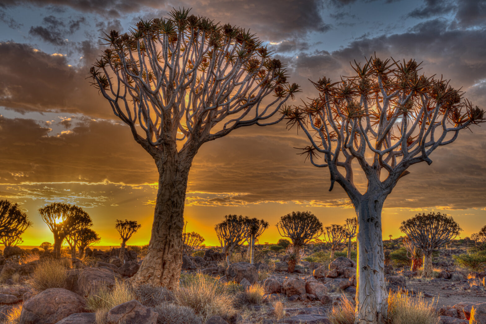 Köcherbäume von Uwe Augustin