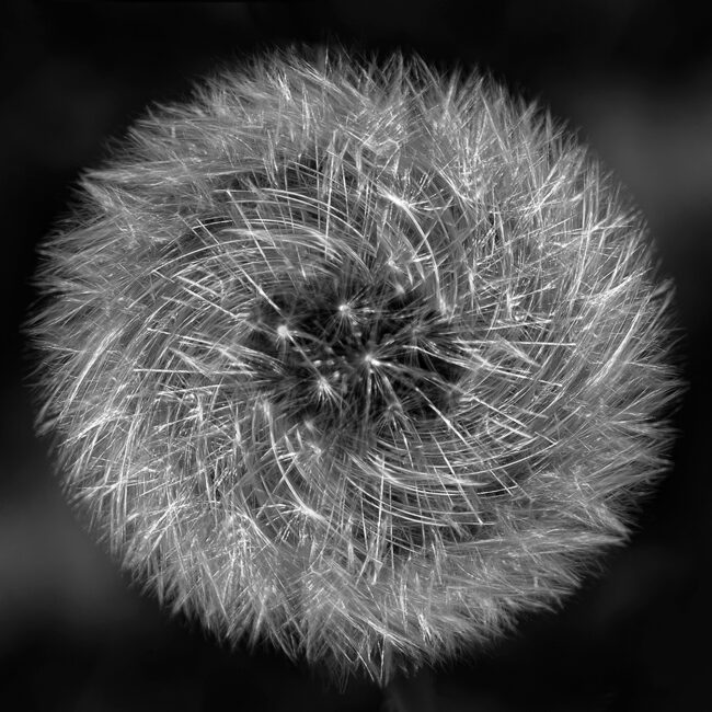 Pusteblume von Anneliese Kläres