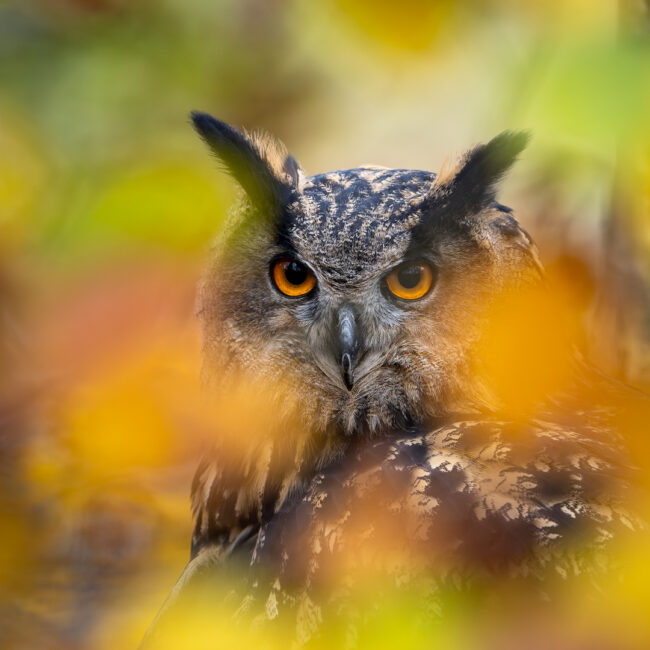 Durchblick von Hans Tiglmann