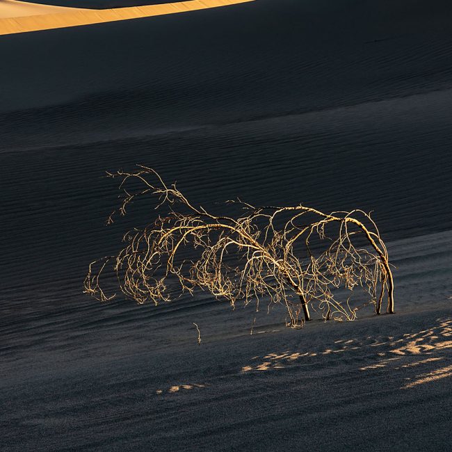 Wer wird siegen von Horst Zanus