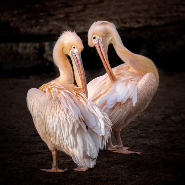 Hans-Günter Göring