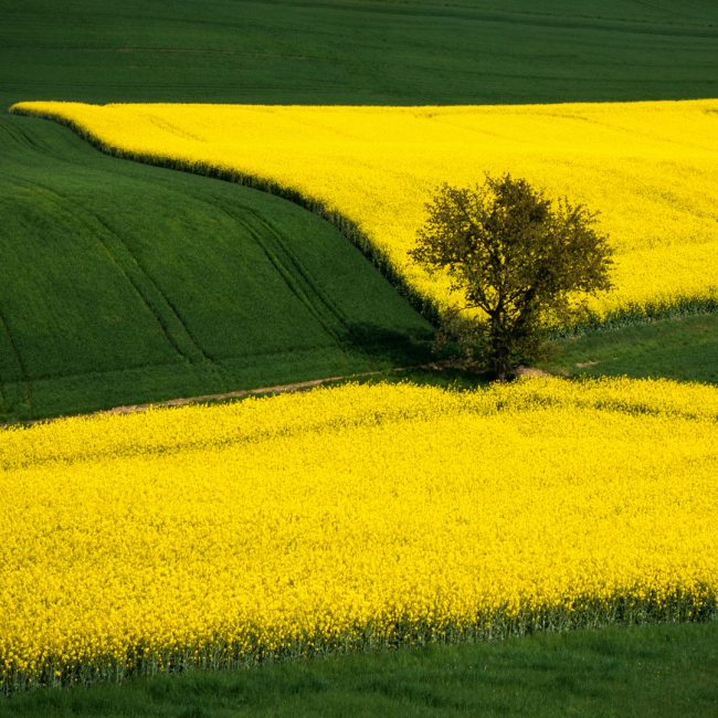 Hans-Günter Göring