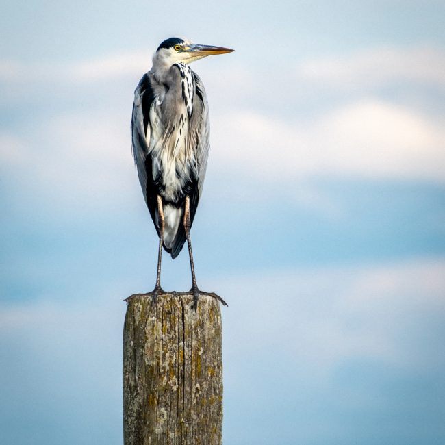 Hans-Günter Göring