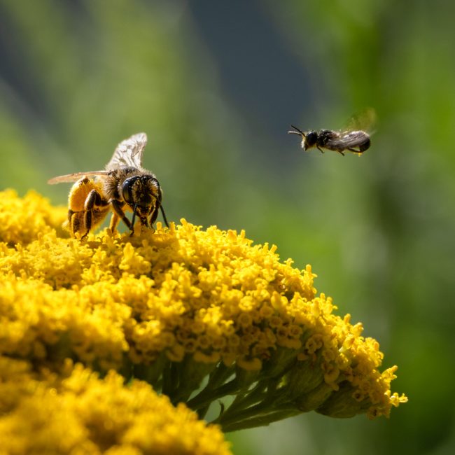 Hans-Günter Göring