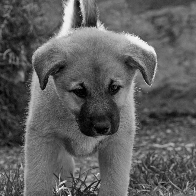 Emma von Gerald Zumpf