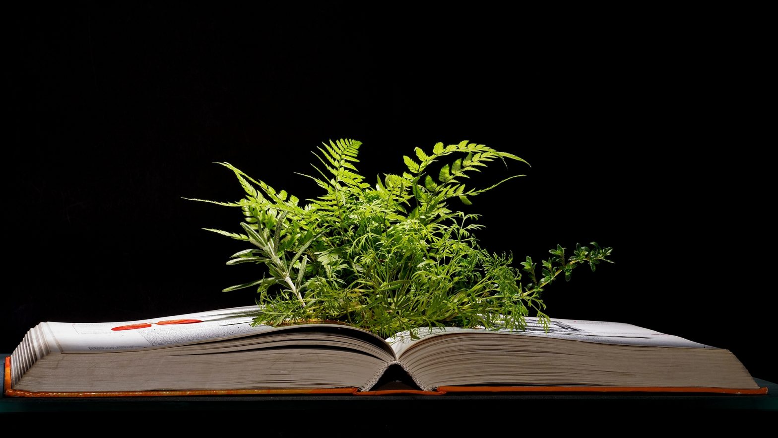 Kräuterbuch von Gerald Zumpf