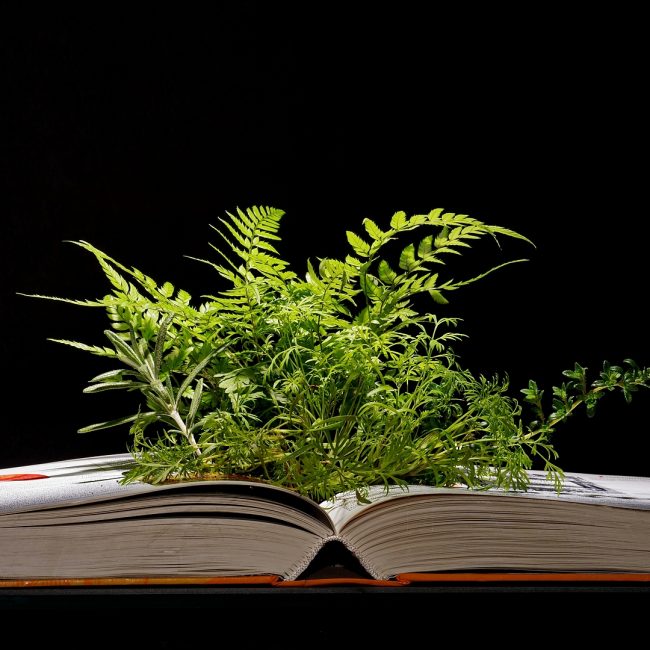 Kräuterbuch von Gerald Zumpf