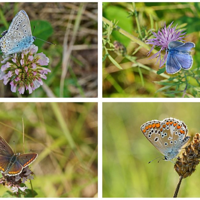 Bläulinge von Gerald Zumpf