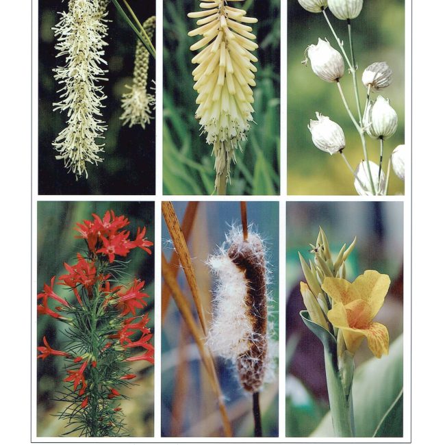 Blüten von Anneliese Kläres