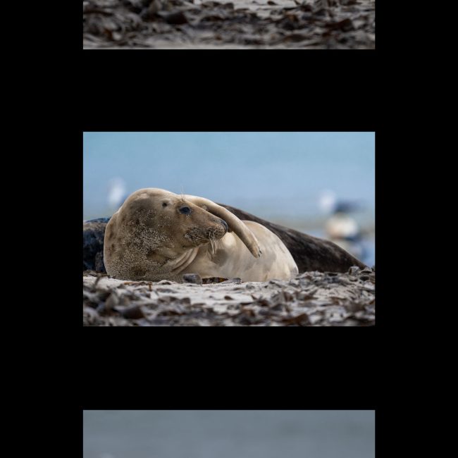 Tiere beobachten uns von Karlheinz Groh