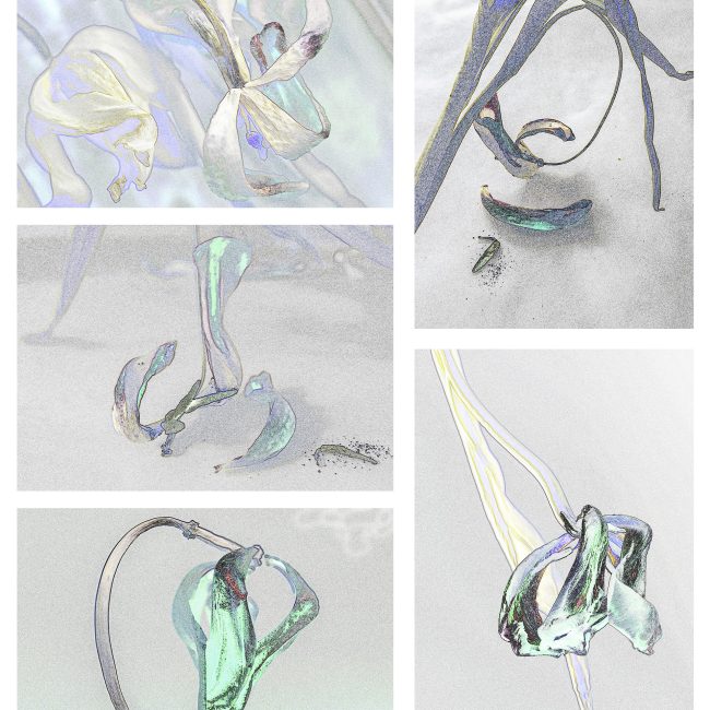 Tulpe von Marlene Schröder