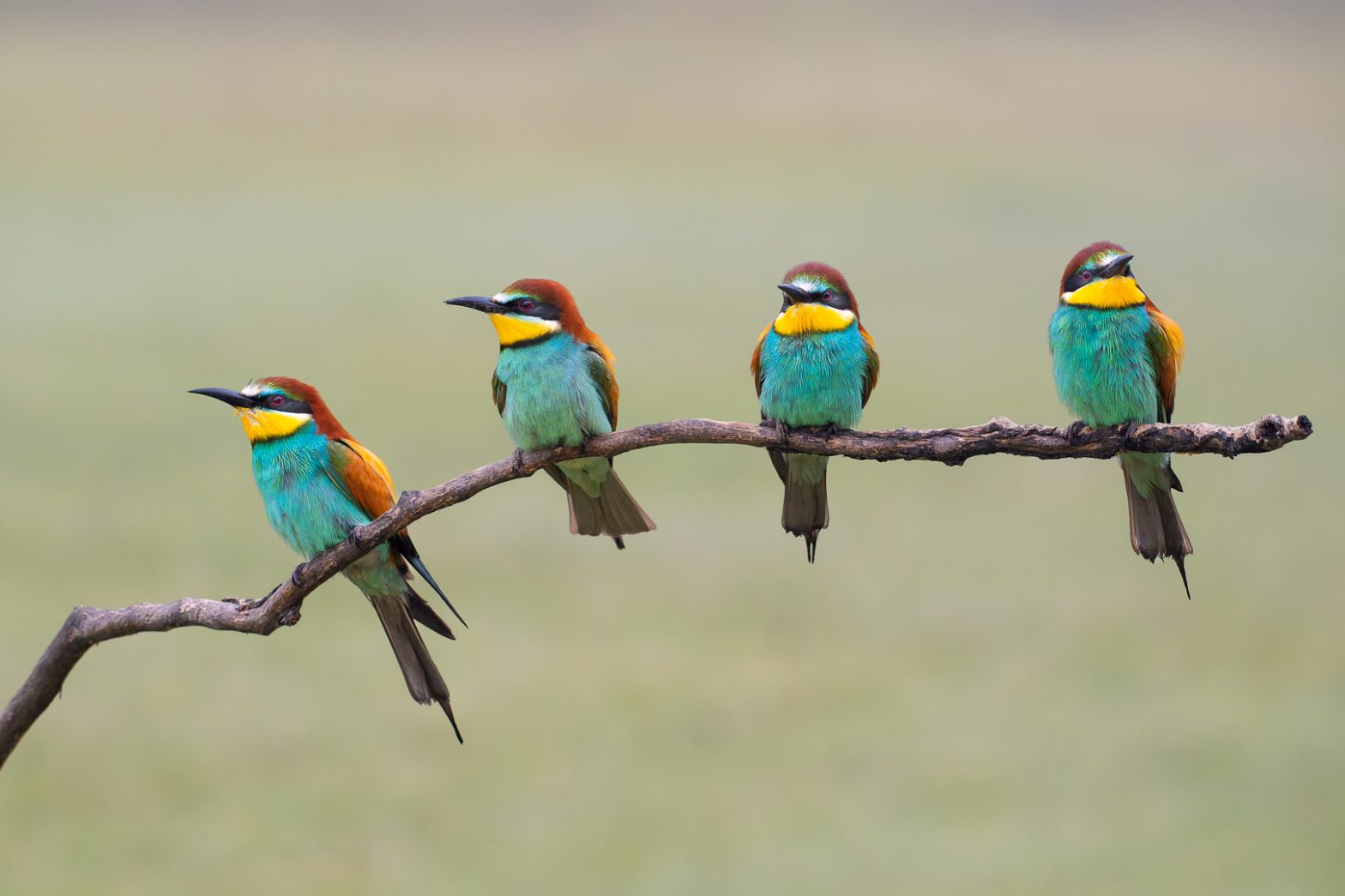 Vier auf einen Streich von Hans Tiglmann