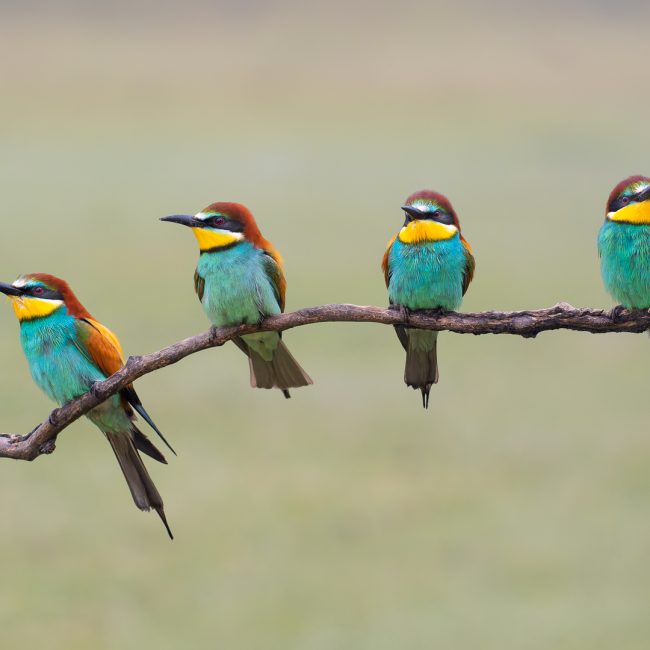 Vier auf einen Streich von Hans Tiglmann