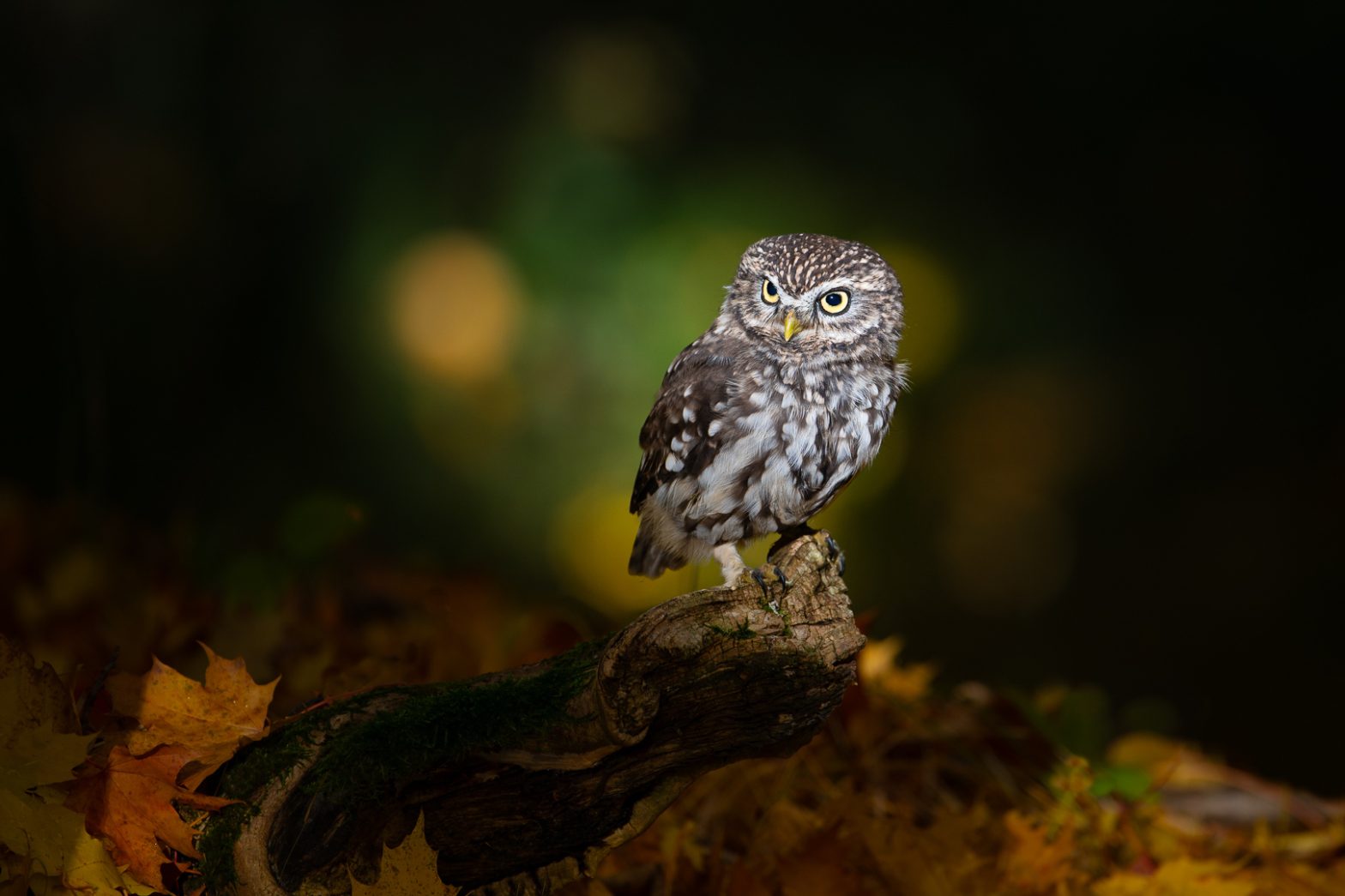 Steinkauz im Herbst von Hans Tiglmann