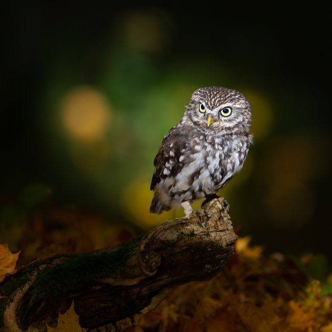 Steinkauz im Herbst von Hans Tiglmann